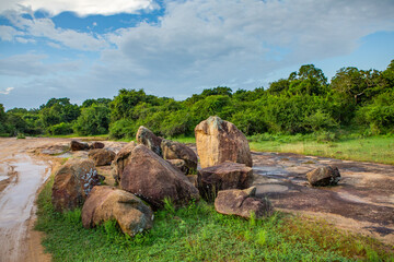 Landscape with wild nature from Yala National Park in Sri Lanka. Travel to Asia.