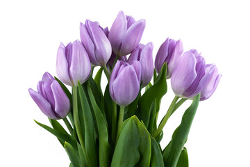 Purple Tulip Flowers Isolated on White Background. Macro