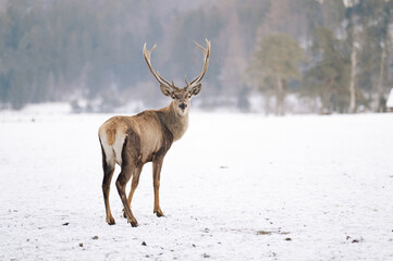 Wild Stag Standing Proud in Snowy Forest Clearing