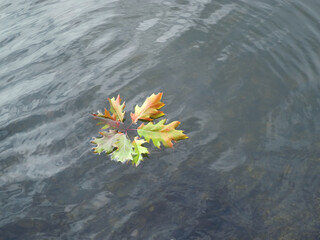 A branch of oak leaves floats in the water