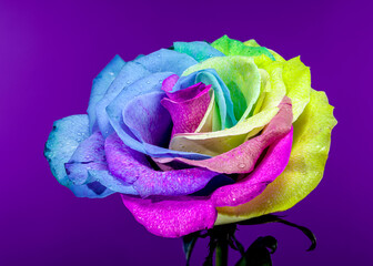 Vibrant Rainbow Rose on Purple background