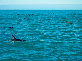 Pod of wild dusky dolphins leaps and plays in vast blue Pacific Ocean off coast of Kaikoura, Canterbury, New Zealand. Dynamic display of marine wildlife in natural habitat. Sense of freedom and joy