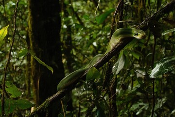 Obraz premium A green tree python coiled around a branch in a lush tropical rainforest, scales shimmering in the dappled sunlight