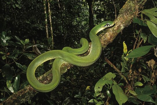 A green tree python coiled around a branch in a lush tropical rainforest, scales shimmering in the dappled sunlight