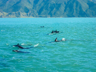 Pod of wild dusky dolphins swims in clear, turquoise waters of Pacific Ocean off coast of Kaikoura,...