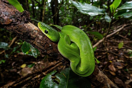A green tree python coiled around a branch in a lush tropical rainforest, scales shimmering in the dappled sunlight