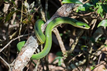 A green tree python coiled around a branch in a lush tropical rainforest, scales shimmering in the dappled sunlight