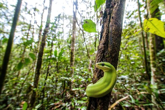 A green tree python coiled around a branch in a lush tropical rainforest, scales shimmering in the dappled sunlight