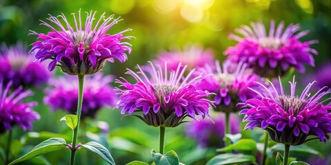 Obraz premium Summer Garden Purple Bergamot Blossoms, Lush Growth