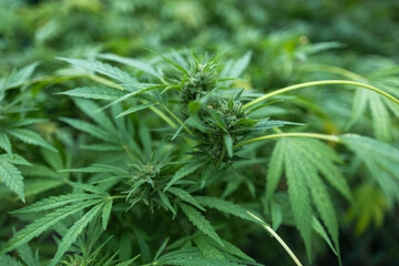 Legal Green Marijuana Cannabis Leaves Growing At Farm In Summer Day, Beautiful Cannabis Background.