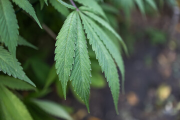 Legal Green Marijuana Cannabis Leaves Growing At Farm In Summer Day, Beautiful Cannabis Background.