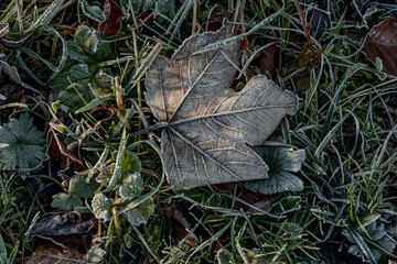 Frost-covered brown leaf on frosty grass with sunlight in late autumn