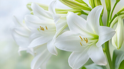 Obraz premium Pure white lilies close-up, soft background, nature's serenity, ideal for greeting cards