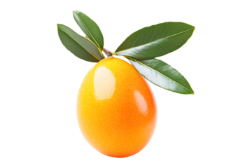 Ripe yellow loquat fruits with green leaves on branch, isolated on white transparent background. Concept of fresh organic tropical fruit