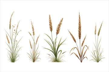 Grass Vector Clipart Bundle for Designs
