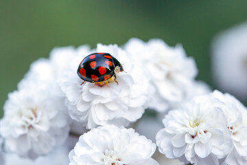 Adorable ladybug on white flowers. Insects in the garden.
