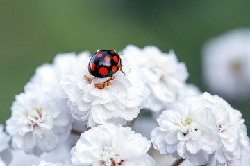 Naklejka premium Adorable ladybug on white flowers. Insects in the garden.