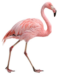 Fototapeta premium Flamingo isolated on transparent background