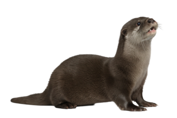 Otter isolated on transparent background