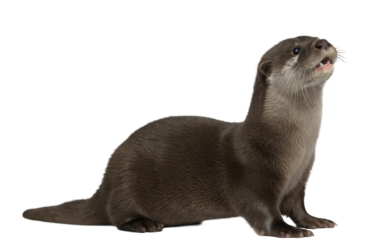 Otter isolated on transparent background