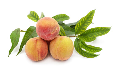 Twig with a peach and leaves.