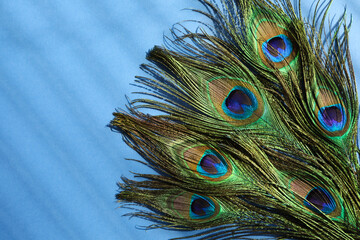 Fototapeta premium Many beautiful peacock feathers on blue background, top view. Space for text