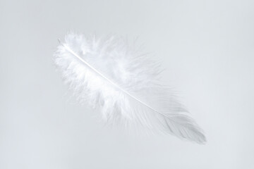 One beautiful fluffy feather isolated on white