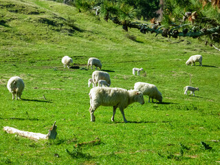 Obraz premium Picturesque scene of sheep farm in New Zealand. Flock of white sheep and adorable lambs graze peacefully on lush green pasture. Peaceful atmosphere. Rural simplicity and the beauty of the outdoors