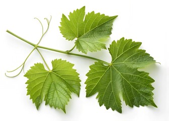 leaf isolated on black background