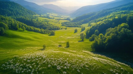 Obraz premium Lush green valley with trees and white flowers on a sunny day in the mountains