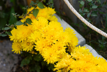 Yellow daisy flower blooming in a street market during Tet, the Lunar New Year in Vietnam