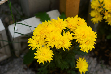 Yellow daisy flower blooming in a street market during Tet, the Lunar New Year in Vietnam