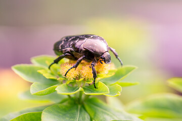Cetonia aurata golden beetle on milkweed flowers. Beauty of nature.