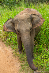 Landscape with wild nature and elephants from Yala National Park in Sri Lanka. Travel to Asia