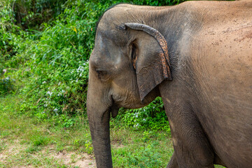 Landscape with wild nature and elephants from Yala National Park in Sri Lanka. Travel to Asia