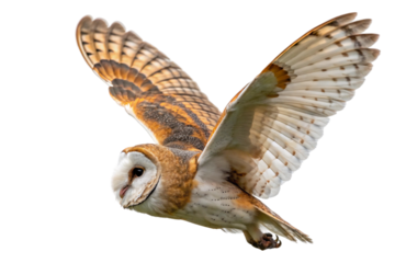 Owl isolated on transparent background