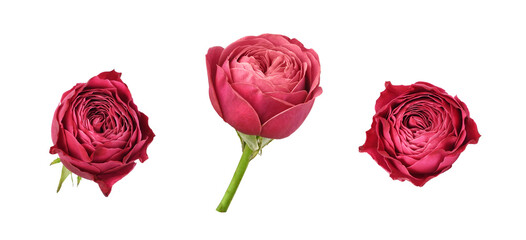 Set of pink rose flowers isolated on white or transparent background