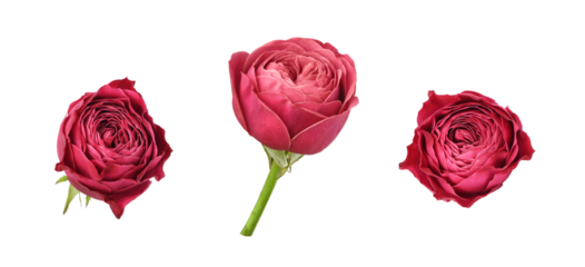 Set of pink rose flowers isolated on white or transparent background