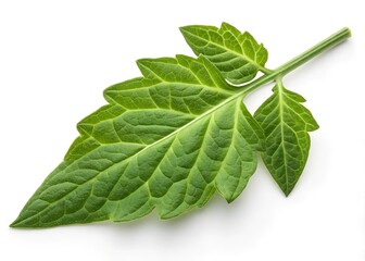 Obraz premium leaf isolated on white background