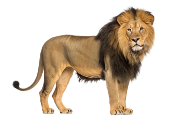lion isolated on transparent background