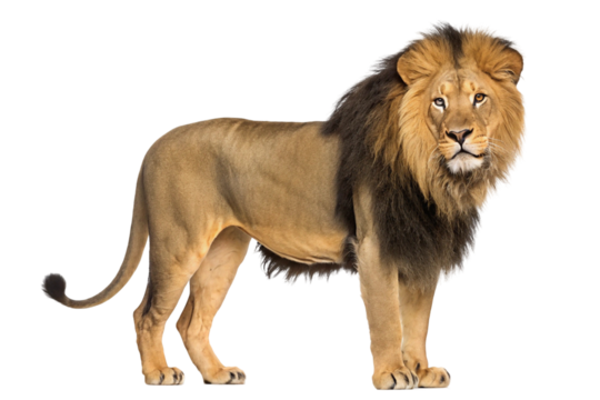 lion isolated on transparent background