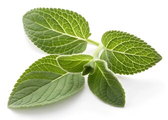 Obraz premium fresh mint leaves