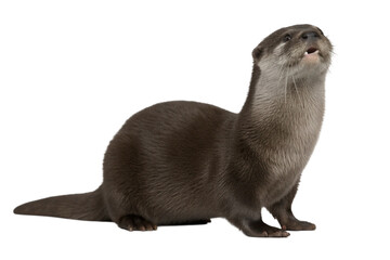 Otter isolated on transparent background