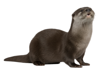 Otter isolated on transparent background