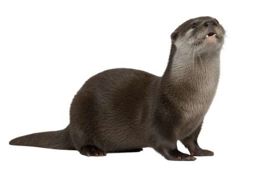 Otter isolated on transparent background