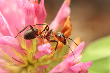 red wood ant Rote Waldameise formica rufa
