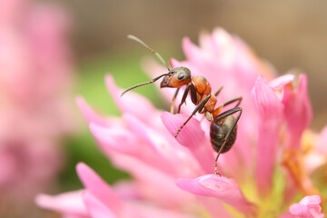 red wood ant Rote Waldameise formica rufa