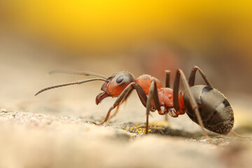 red wood ant Rote Waldameise formica rufa