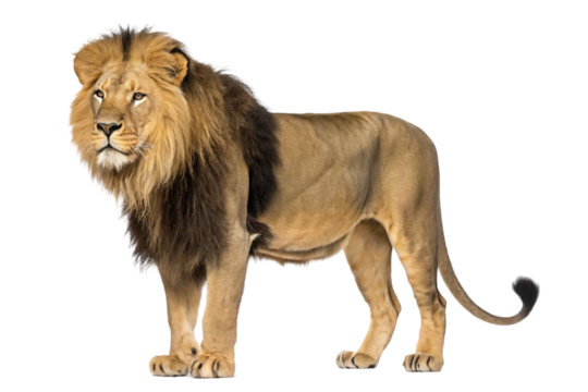 lion isolated on transparent background