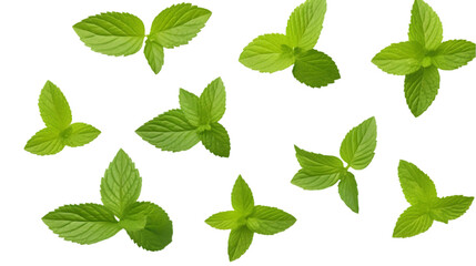 Fresh Mint Leaves Isolated on White Background

